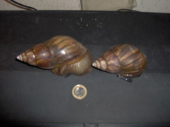 Achatina fulicia