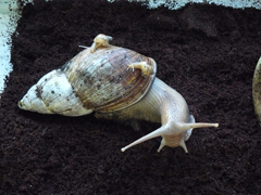 Achatina fulicia