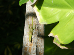 Anolis carolinensis