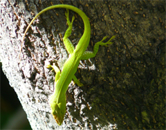 Anolis carolinensis