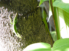 Anolis carolinensis