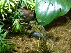 Bombina orientalis