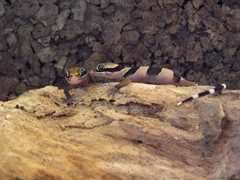 Cyrtodactylus pulchellus