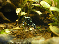 Dendrobates auratus