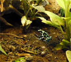 Dendrobates auratus