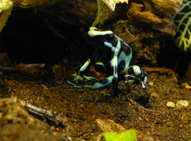 Dendrobates auratus