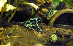 Dendrobates auratus