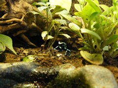 Dendrobates auratus