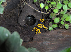 Dendrobates leucomelas