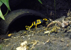 Dendrobates leucomelas