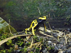 Dendrobates leucomelas