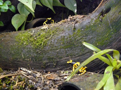 Dendrobates leucomelas