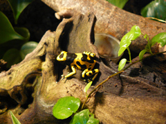 Dendrobates leucomelas