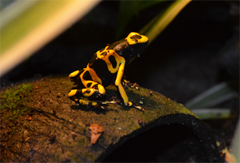 Dendrobates leucomelas