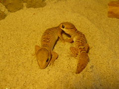 Diplodactylus galeatus