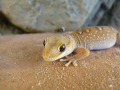 Diplodactylus galeatus