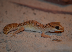 Diplodactylus galeatus