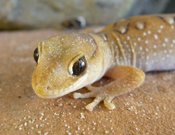 Diplodactylus galeatus