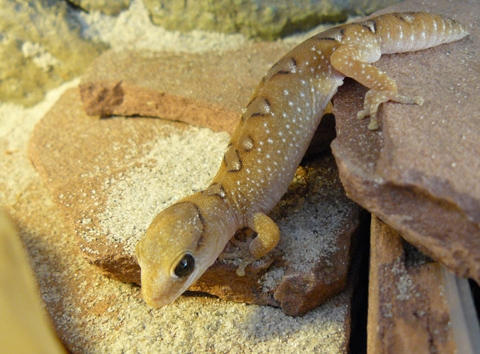 Diplodactylus galeatus