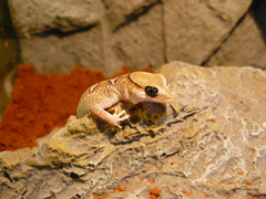 Diplodactylus galeatus