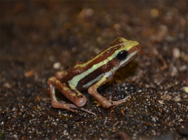 Epipedobates anthonyi