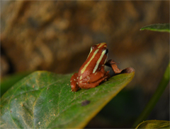 Epipedobates anthonyi