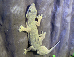 Hemidactylus frenatus