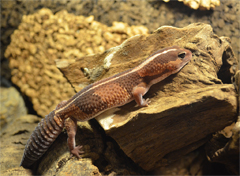 Hemitheconyx caudicinctus