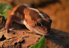 Close-up 0.1 Hemitheconyx caudicinctus