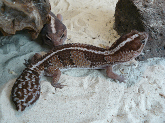 Hemitheconyx caudicinctus