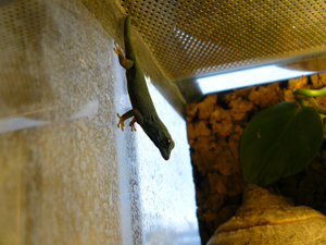 Lygodactylus williamsi