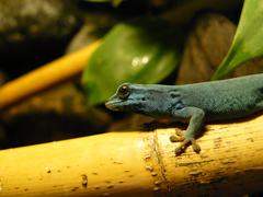 Lygodactylus williamsi