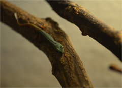 Lygodactylus williamsi