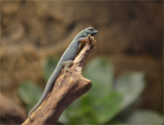 Lygodactylus williamsi