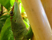 Phelsuma grandis