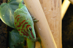 Phelsuma grandis