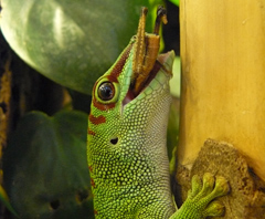 Phelsuma grandis