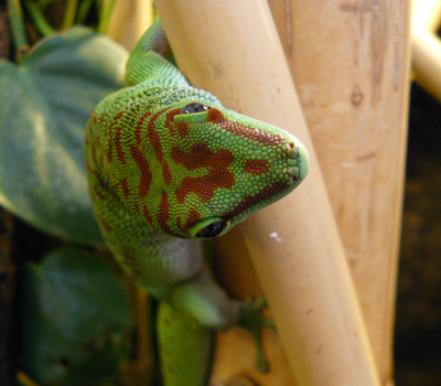 Phelsuma grandis