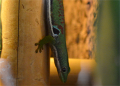 Phelsuma quadriocellata