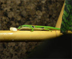 Phelsuma quadriocellata