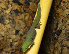 Phelsuma quadriocellata