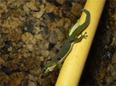 Phelsuma quadriocellata