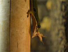 Phelsuma quadriocellata