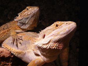 Pogona vitticeps