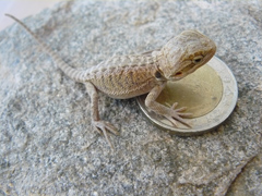 Pogona vitticeps