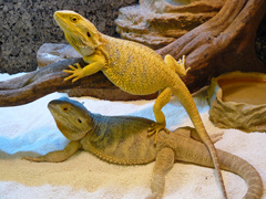 Pogona vitticeps