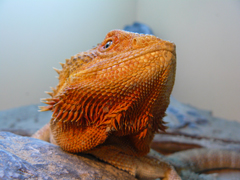 Pogona vitticeps