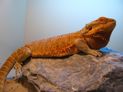 Pogona vitticeps