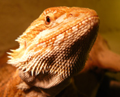 Pogona vitticeps