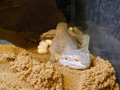 Pogona vitticeps